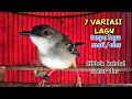 Download Lagu 7 variasi lagu isian ciblek masteran ciblek ngebren variasi
