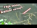 Download Lagu KETAPEL IKAN !! YANG BABON KELUAR DARI SARANG!! KETAPELIKAN || SLINGSHOT FISHING