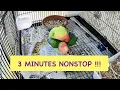 Download Lagu Lovebirds Mating Sound | Continuously 3 minutes nonstop  #rbnbirds #birdsmating #birds #parrot #pets