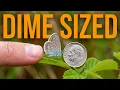 The Tiny Butterfly That s Nearly Extinct