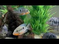 Firemouth Cichlids Added To My Cichlid Aquarium