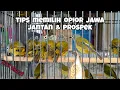 Download Lagu CARA MEMILIH BURUNG OPIOR JAWA BAHAN OMBYOKAN | OPIOR JAWA JANTAN | OPIOR JAWA GACOR | OPIOR GACOR