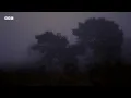 Peaceful Birds And Morning Nature Sounds | Dawn Chorus | BBC Earth Relax