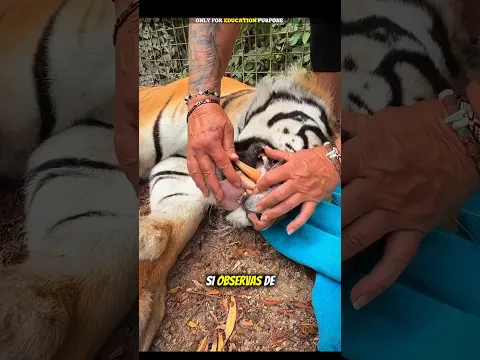 Nunca Toques La Lengua De Un Tigre
