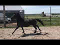 Rosemary 2015 15.2+h black Orlov-Rostopchin mare
