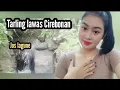 Lagu TARLING LAWAS CIREBONAN JOS LAGUNE 2024 MAKIN ASYIK