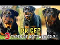 3 Types Of Rottweiler And Their Price German Rottweiler Roman Rottweiler American Rottweiler