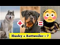 Lagu Husky ❤️ Rottweiler Mix✨ Breed😱🐶 | #shorts #dogs #Cutedogs #puppies