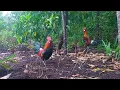 Download Lagu PIKAT LEGENDARIS SUPER BACUL JUMPA AYAM HUTAN TUA