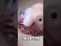 Download Lagu Most Ugliest Animals In The World🌍🐾 #shorts