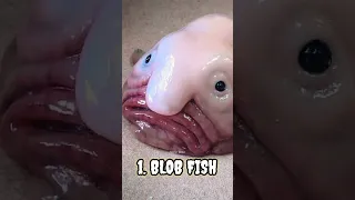 Most Ugliest Animals In The World Shorts 