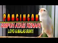 Download Lagu KENARI GACOR NGEROLL PANJANG, TERBUKTI AMPUH CEPAT ATASI KENARI LOYO DAN MALAS BUNYI KEMBALI GACOR