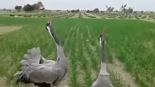 صوت طائر الرهو أو الكركي  يسمى في الجزائر الغرنوڨ  دندنها