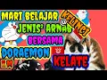 Download Lagu jenis ARNAB, types of RABBIT, jenis KELINCI, \