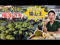 Download Lagu [Raub Sg. Klau 双溪吉流～榴莲之乡] 劳勿Leong Brother 猫山王榴莲批发现场！超实惠猫山王自助餐 ！参观黑刺和猫山王果园！老杨咖喱山猪肉！水鱼，田鸡，黄鳝野味大餐！