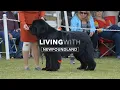 I m a Newfoundland Dog Owner and Here s What I Wish I Knew