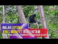 Download Lagu MONYET RAMBUT PUNK BULU HITAM EKOR PANJANG • KEPALA MOHAWK • Pemakan Pucuk Daun, Lutung Hitam Batam