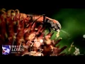 Download Lagu DIR EN GREY - LOTUS