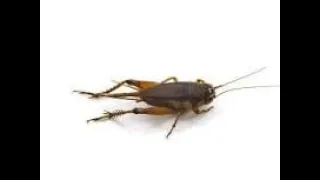 sound effect cricket 17 menit suara jangkrik