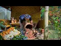 Download Lagu Panen singkong 🍠 di kebun | Bikin olahan singkong yang banyak disukai orang-orang | Hidup di Desa 🌿