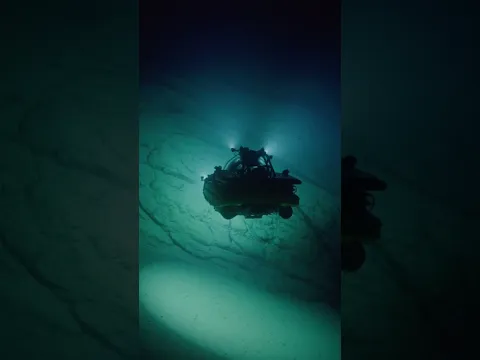 We spotted 20 dumbo octopus in a single dive