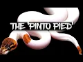 The Pinto Pied Ball Python