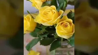 سافر مع السلامه   فريد الأطرش دندنها