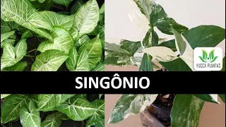 Singônio: aprenda sobre suas espécies e como cultivá-las!