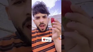 طريقة زراعة الفراولة بالبيت بس بطريقتي 2022 افضل طريقه الزراعة الفراولة شاهد الفيديو للأخر 