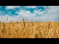 Impact of The Rhizophagy Cycle on Nitrogen Efficiency in Broadacre Crops