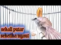 Download Lagu trucukan gacor TARUNG ROPEL PANJANG pancingan trucukan agar bunyi jadikan burung trucuk gacor EMOSI