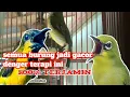 Download Lagu terapi pleci sogon konin kenari sepahraja ciblek - terapi ampuh untuk semua burung