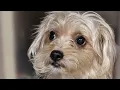 SCRAPS ANIMAL SHELTER Complete List of dogs as of 24 on ADOPTIONS SAVES LIVES