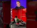 Download Lagu Try Not To Laugh 🤣 1607 #funny #viralvideo #shorts