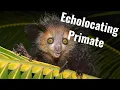 The Biology of Aye-Ayes