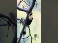 Download Lagu Burung rangkong gading #shorts #shortsvideo #rangkong