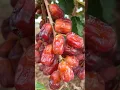 Download Lagu Dates trees #youtube #agriculture #saudiarabia