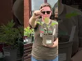 Download Lagu How to pinch out your dahlias - get more flowers