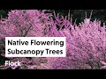 Grow These NATIVE FLOWERING SUB-CANOPY TREES Ep 162