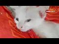 Download Lagu Kesian dekat anak kucing ni, anda lihatlah sendiri