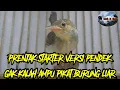 Download Lagu suara pikat burung prenjak starter terbaru paling ampuh pikat burung liar jt58