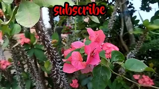 suara pikat burung prenjak starter terbaru paling ampuh pikat burung liar jt58