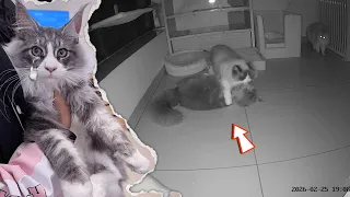 Poor cat suddenly died, the other cat tried to rescue. In the end, the owner said goodbye😢