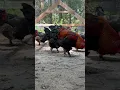 Inside Black Copper Marans Pen