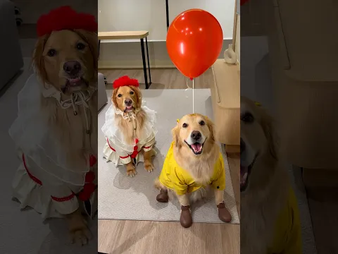 Fantasia de Halloween 🎈 IT: as coisinhas fofas #golden #goldenretriever #it #halloween #pennywise