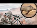Download Lagu Hunting Warthogs In Africa - Animals Of Opportunity