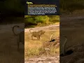Download Lagu Lion and snake #shorts #youtubeshorts