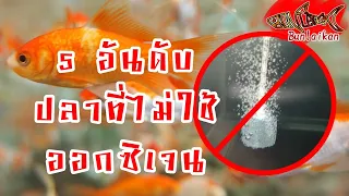 เลี้ยงปลา ไม่ใช้ปั๊มออกซิเจน (Fish don't use Oxygen Pump) | ปลาสวยงาม | Bunlaikan-บรรลัยกัล