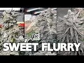 SWEET FLURRY - The FROSTIEST Strain I Ever Made