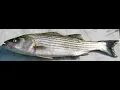 Bass fish Wikipedia article